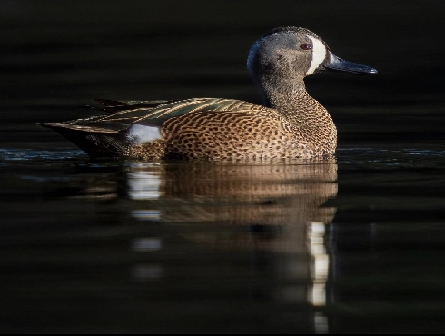 Blue-winged Teal